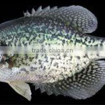 Crappie Fish On Black Photo License Plate