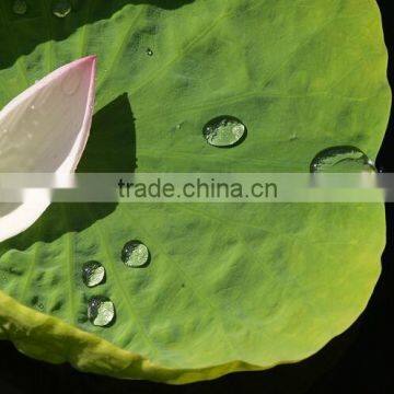 Silane Water Repellent for Tile Grouts