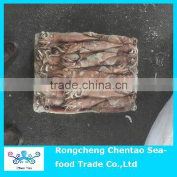 BQF 12.5 KG Todarodes squid whole round