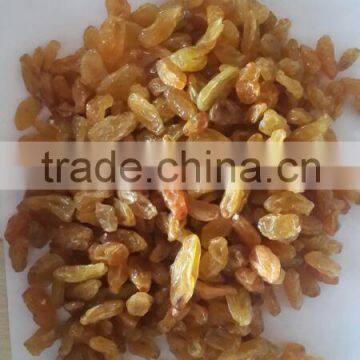 GOLDEN RAISIN (NEW CROP) photo-5