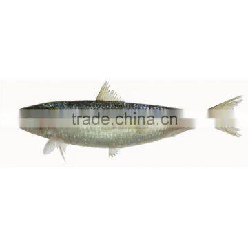 Light catch fresh frozen sardines on sale