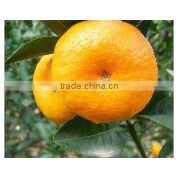 Fresh nanfeng baby mandarin orange / Lugan / Ponkan / tangerine
