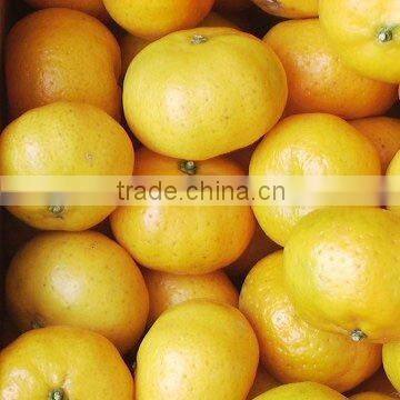 Nanfeng Top Orange