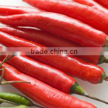 RED CHILI EXPORT QUALITY