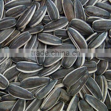 Chinese sunflower seeds 5009 for edible