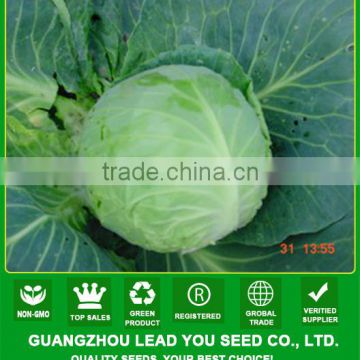 C53 All family f1 hybrid 55 days hybrid vegetable seeds of cabbage seeds