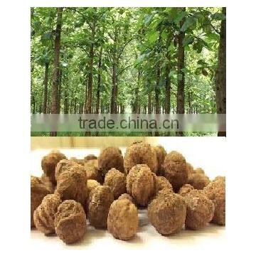 Indian Treated Teak forestry tree Seeds ( Tectona grandis )Swagon Rajasthan Asia