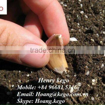 Fresh Garlic photo-2