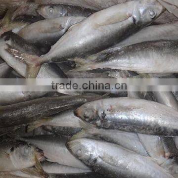 fish of frozen horse mackerel