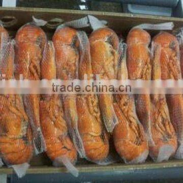 Lobster Homard photo-4