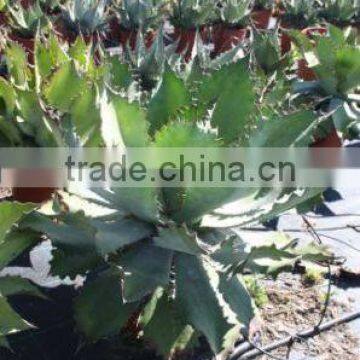 Agave Cupreata photo-2