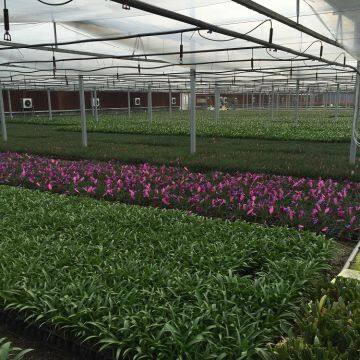 Horticulture Greenhouse for Flower and Plant Production