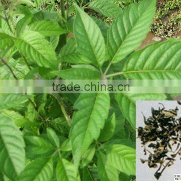 Vitex Oil photo-2