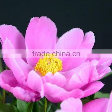 Color useful preserved peony