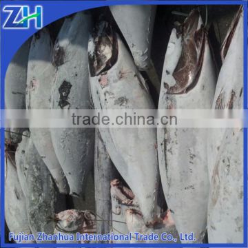 new seafood supplier of frozen tuna fish wholesale price