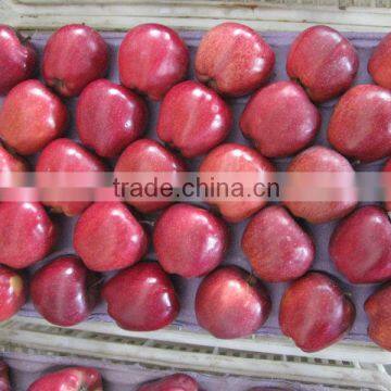 buy fresh apple fruit /huniu apple in bulk wholesale apple fruit