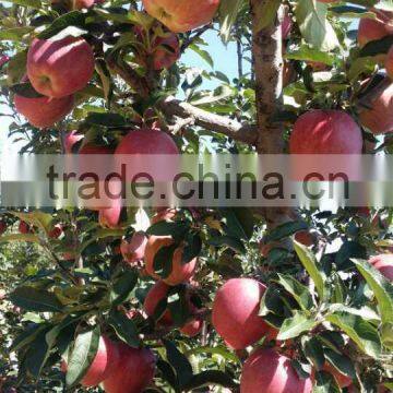 huaniu apple