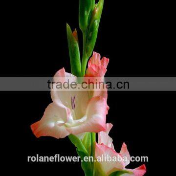 Bulk Beautiful Natural long flower period gladiolus Flowers