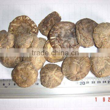 Dry Shiitake Mushroom in Stock