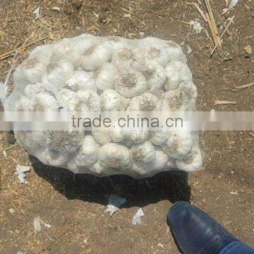 Wholesale Garlic Pure White garlic