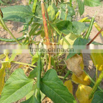 White cowpeas ( crop 2013)