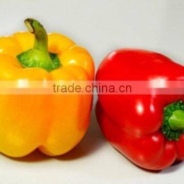 Fresh Capsicum Chili Good Price