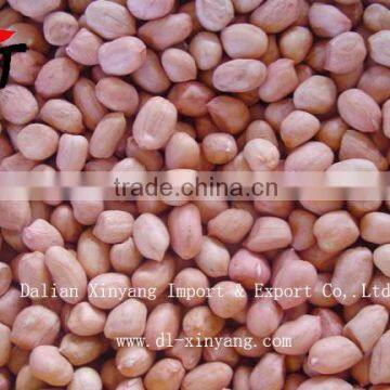 Wholesale Crispy Roasted Peanuts in Red Skin photo-3