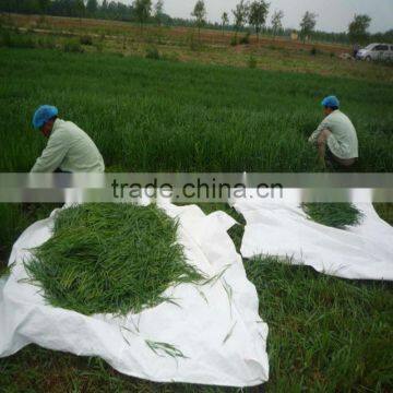 Organic Barley Grass Extract Juice Powder photo-2