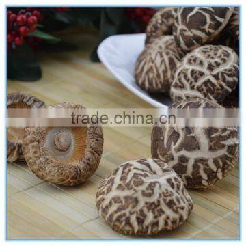 Shiitake Mushroom Extract