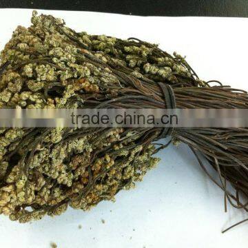 dry bracken natural bracken hot sale for Korea and Europe