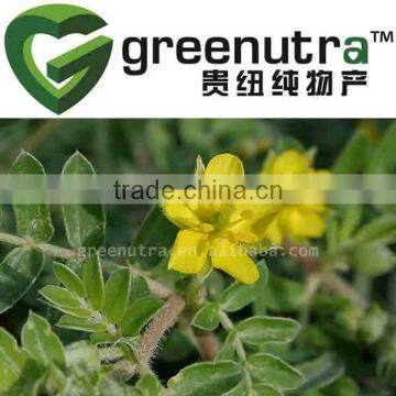 Tribulus Terrestris Saponins Standard Extract