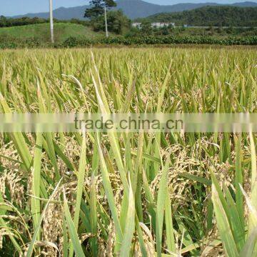 Hot Selling Fertilizer photo-4