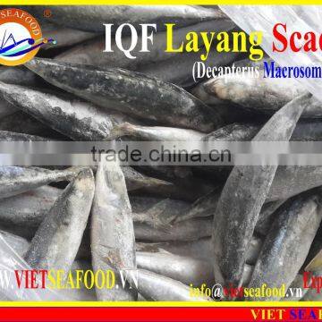 IQF LAYANG SCAD WHOLE ROUND photo-6