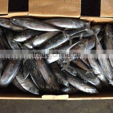 Frozen Fish Bonito/ Skipjack/ Tuna Whole Round 200g+ photo-2