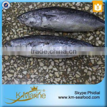 Fresh Whole Frozen Bullet Tuna photo-5