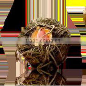 Konjac Instant Noodles for Losing Weight photo-5