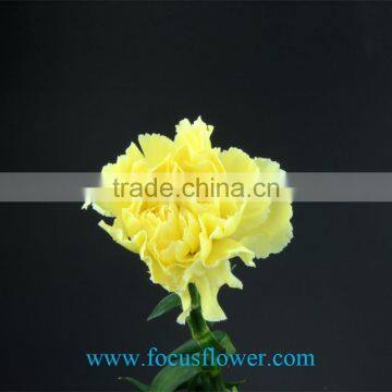 Fresh cut Yellow Fancy beautiful Carnation flowers glaring global distribution value from China