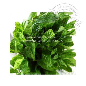 Distillation of Peppermint Oil to Extract High-quality Peppermint Oil Wholesale photo-2