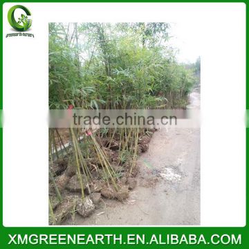 PHYLLOSTACHYS PUBESCENS diameter 2-3cm