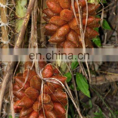 WHOSALE SWEET AND SOUR SALAK/SALACCA/ZALACCA FTUIT MADE IN VIET NAM photo-4