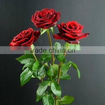 Decorative promotional color black magic rose flower