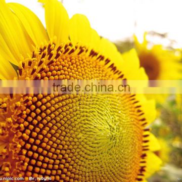 sunflower oil refine machine / production plant / refinery machine / equipment 10-1000PTD