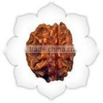 Two Mukhi Rudraksha