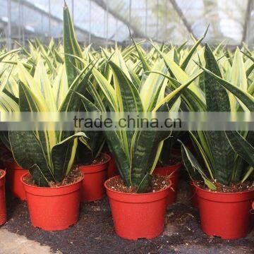 Beautiful gloden sansevieria potted for home decoration