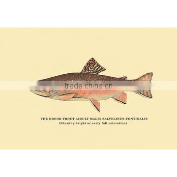 The Brook Trout (Showing Bright or Early Fall Coloration) 12x18 Giclee on canvas