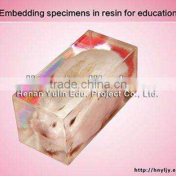 3D primary school standard rabbit shape specimen for biology teaching