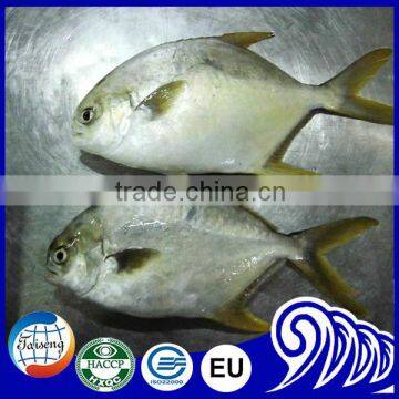 Seafood Supplier China farming golden pompano fish