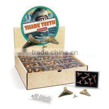 Authentic Shark Teeth Fossils Speciment Colection Kit