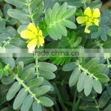 Best Price of Top Quality Tribulus Terrestris Extract Powder 70% Saponins Made in China photo-6