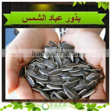 2015 High Quality Striped Sunflower Seeds Good For Health Price China